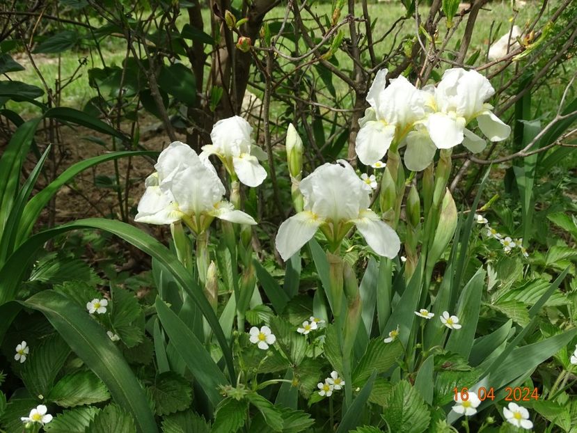 Lilly White - Irisi 2024 -Dobarland