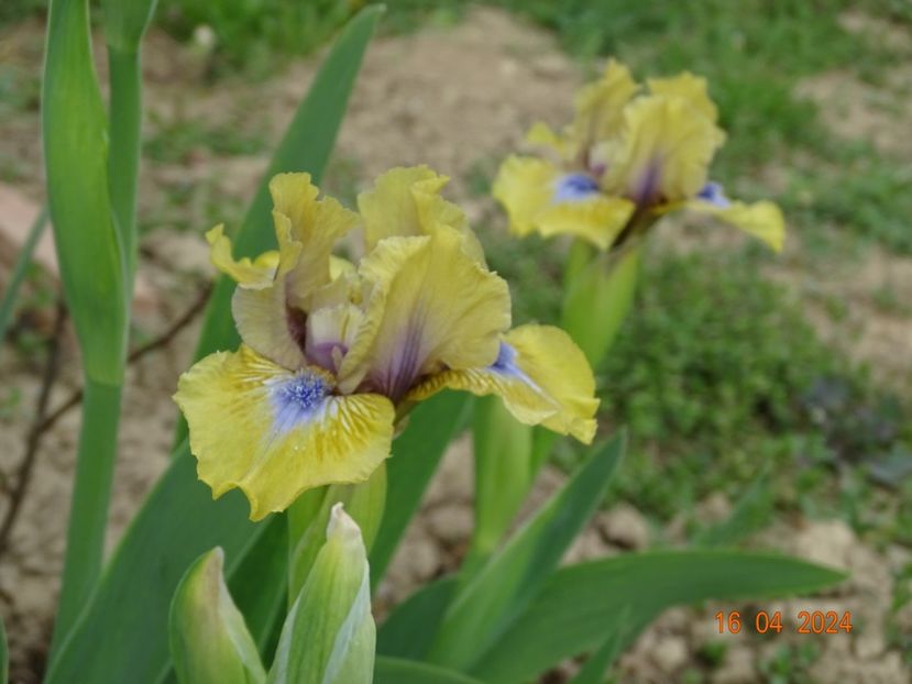 Forest Sound - Irisi 2024 -Dobarland