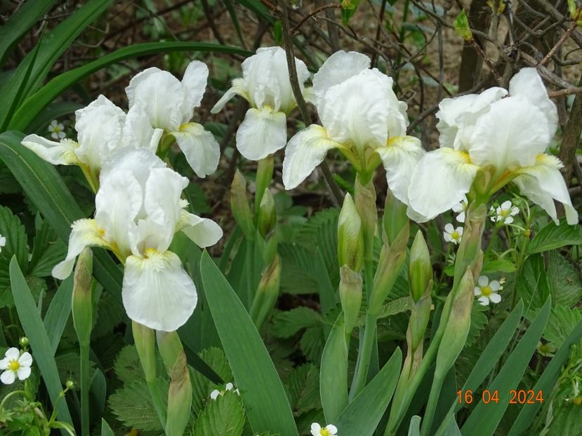 Lilly White - Irisi 2024 -Dobarland
