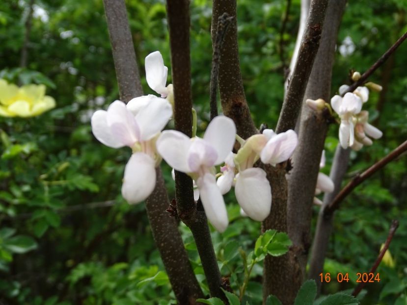 cercis canadensis - Dobarland 2024 2
