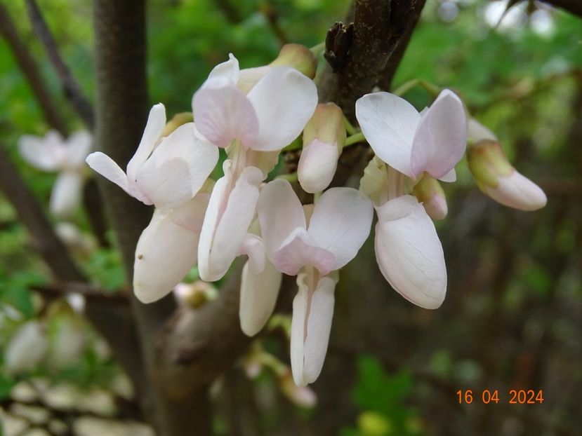 cercis canadensis - Dobarland 2024 2