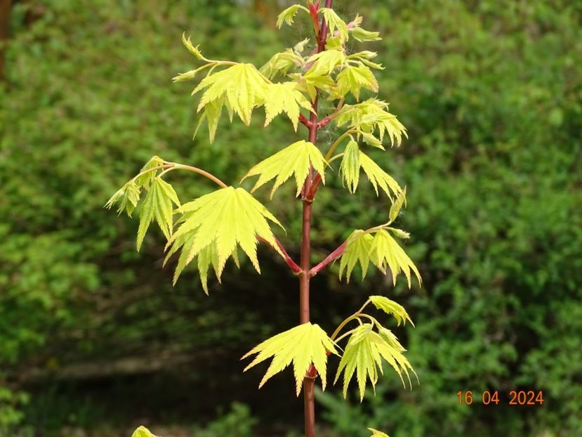 acer shirasawanum Jordan - Dobarland 2024 2