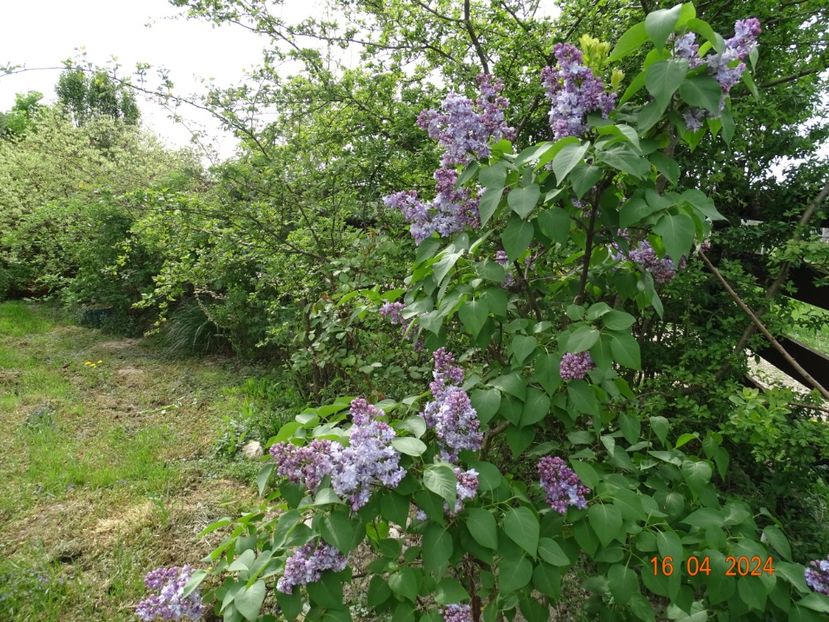 syringa Nadezhda - Dobarland 2024 2