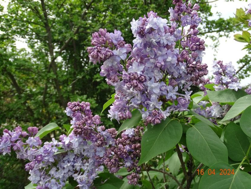 syringa Nadezhda - Dobarland 2024 2