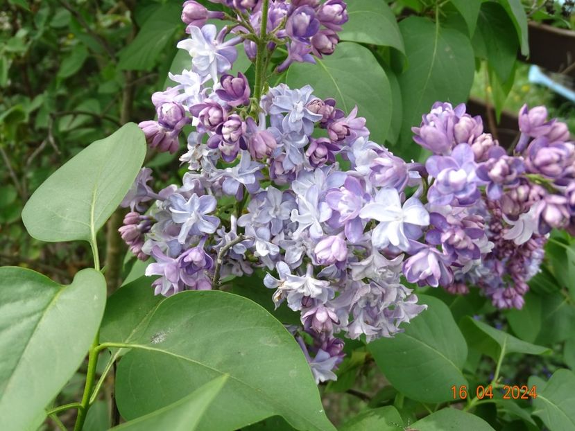 syringa Nadezhda - Dobarland 2024 2