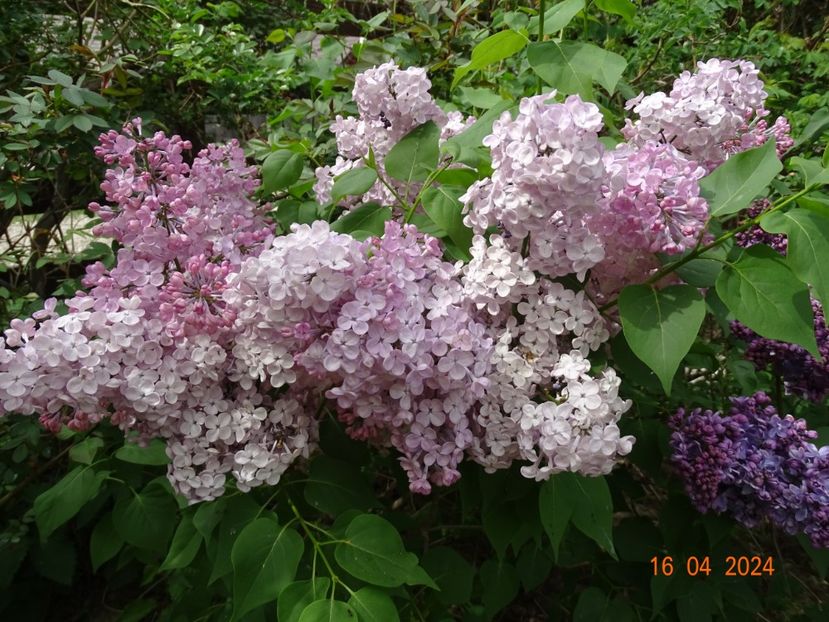 syringa Maiden’s Blush - Dobarland 2024 2