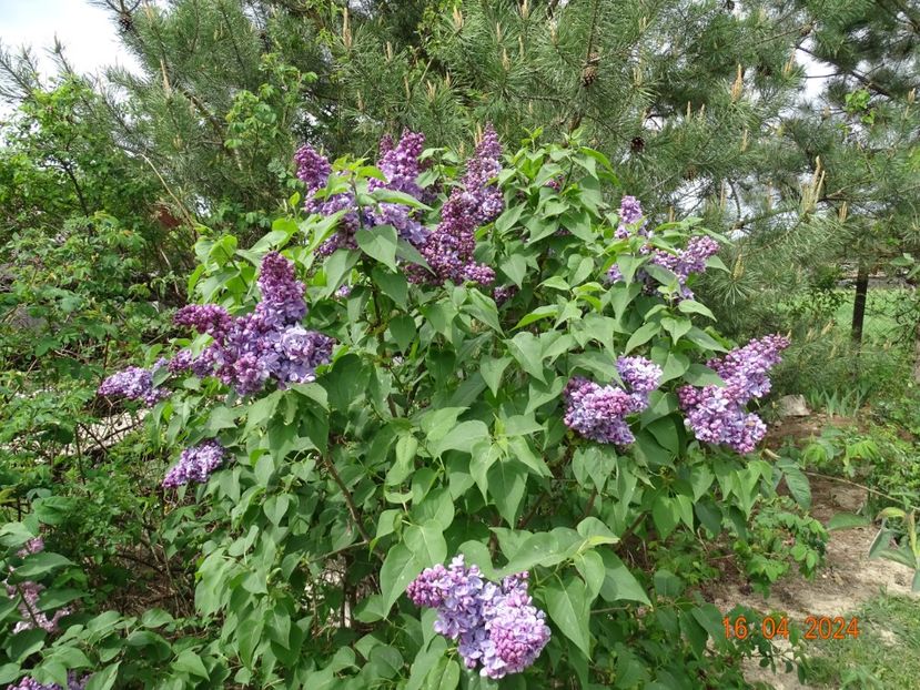 syringa Marechal Lannes - Dobarland 2024 2