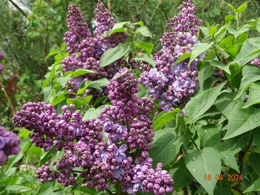 syringa Marechal Lannes - Dobarland 2024 2