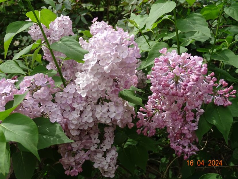 syringa Maiden’s Blush - Dobarland 2024 2