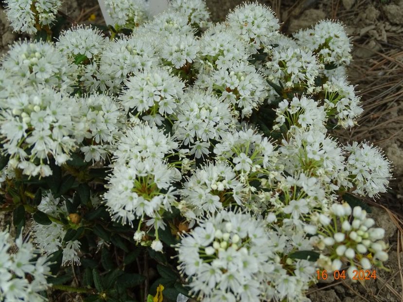 ledum groenlandicum Helma - Dobarland 2024 2