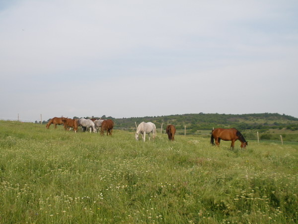 S-Picture 1225 - My horses - Arabian