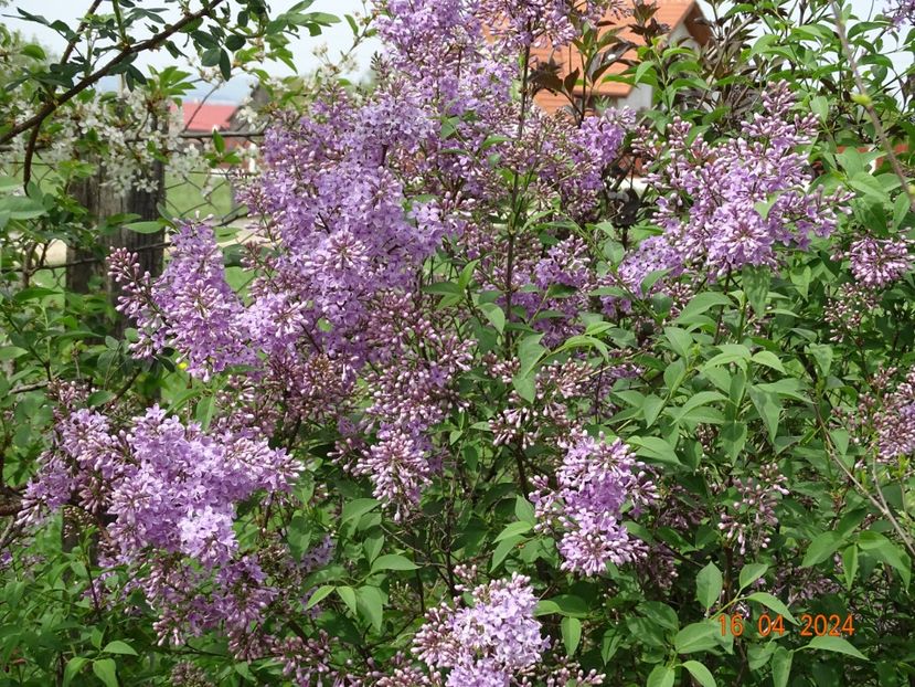 syringa chinensis saugeana - Dobarland 2024 2