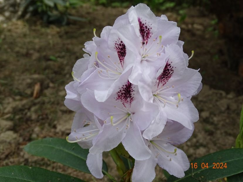 rhododendron Calsap - Dobarland 2024 2