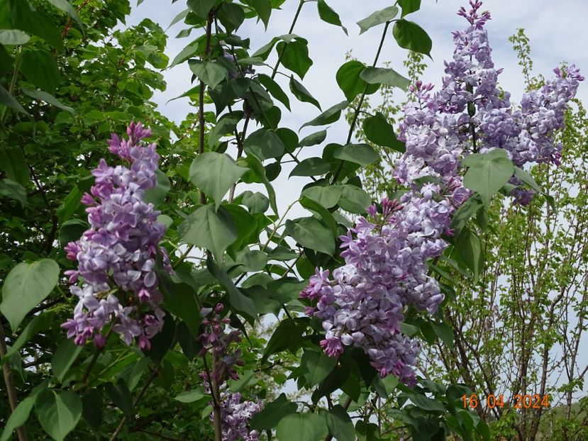 syringa Clarks Giant - Dobarland 2024 2