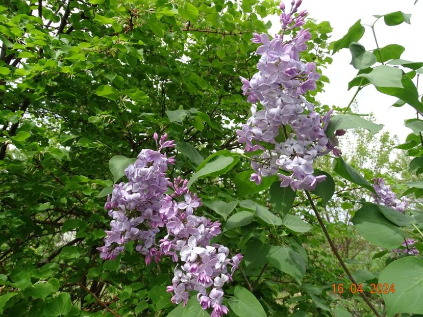 syringa Clarks Giant - Dobarland 2024 2