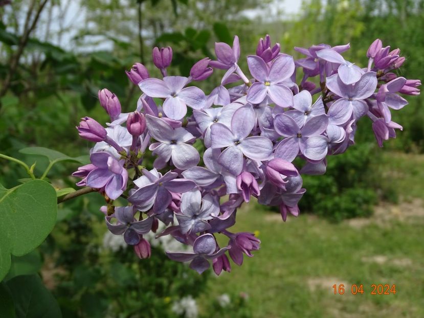 syringa Clarks Giant - Dobarland 2024 2