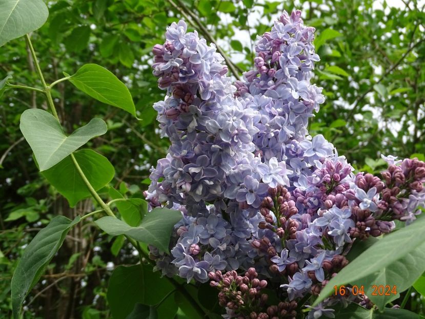 syringa Carpe Diem - Dobarland 2024 2