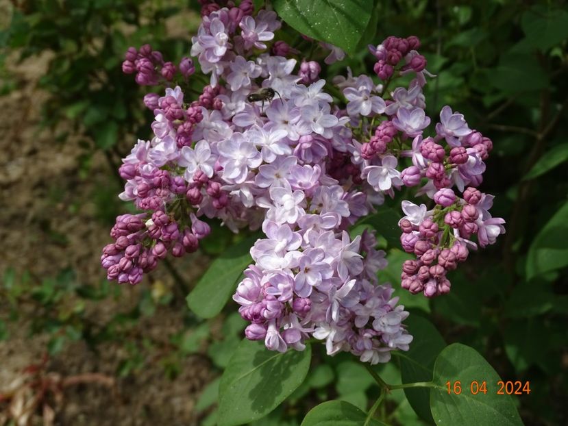 syringa Pavlinka - Dobarland 2024 2