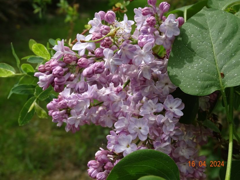 syringa Pavlinka - Dobarland 2024 2