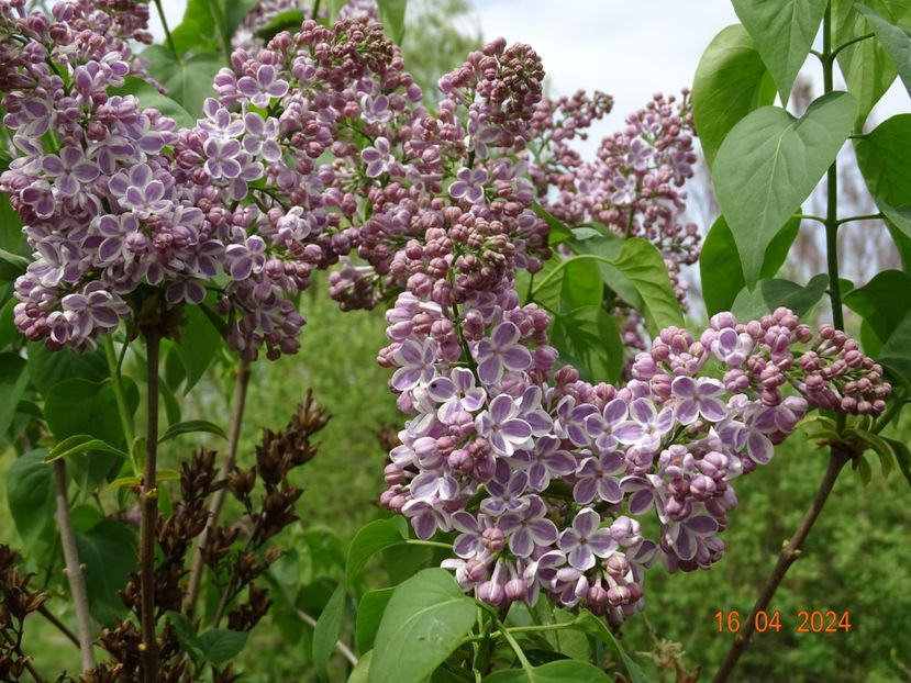 syringa Lila Wonder - Dobarland 2024 2