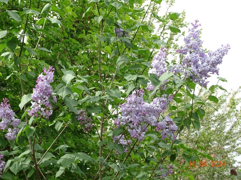 syringa Clarks Giant - Dobarland 2024 3