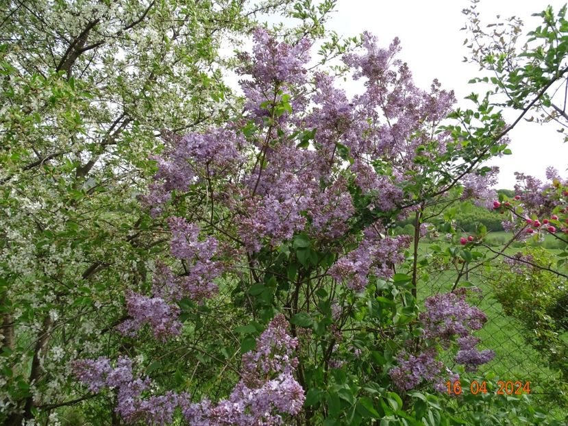 syringa Sarah Sands - Dobarland 2024 3