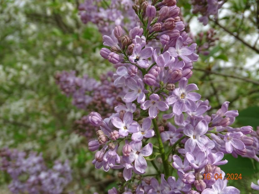 syringa Sarah Sands - Dobarland 2024 3