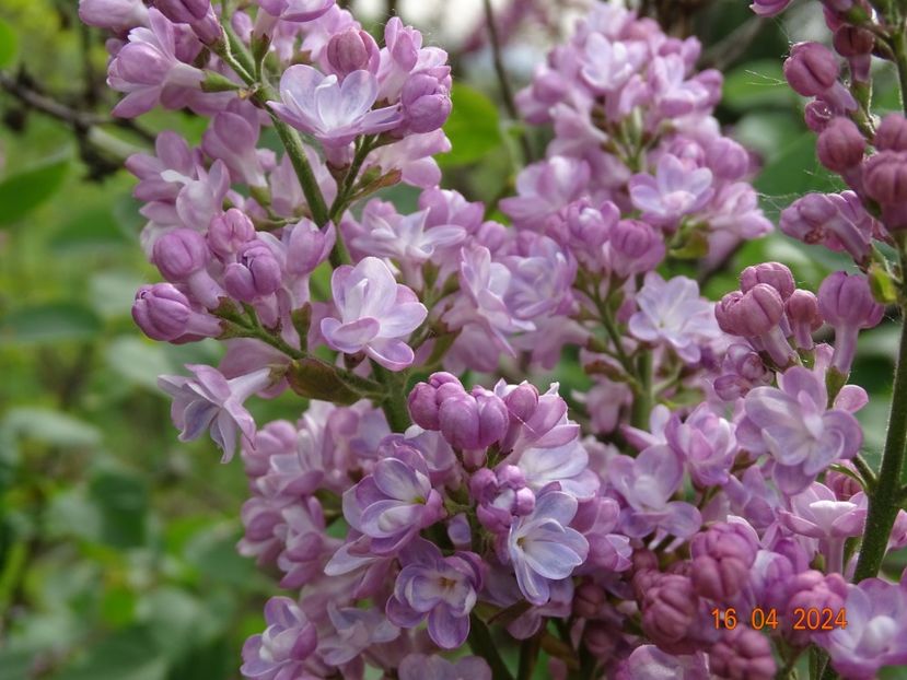 syringa Belle de Nancy - Dobarland 2024 3