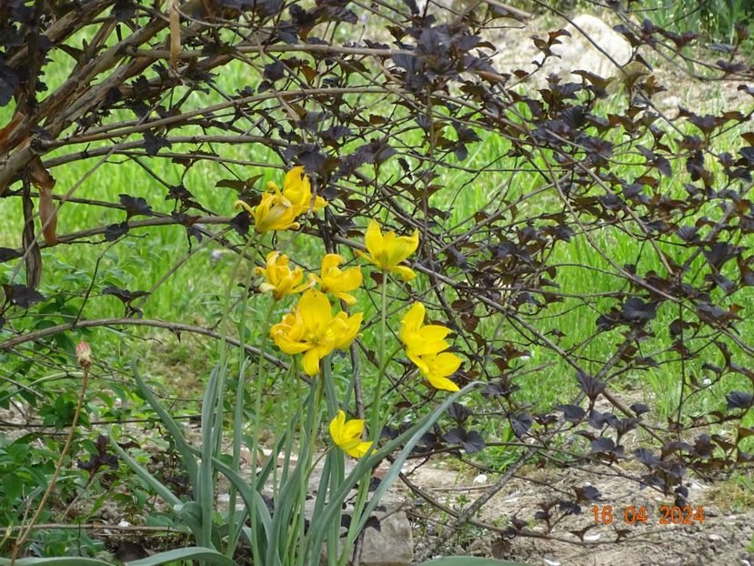 tulipa sylvestris - Dobarland 2024 3
