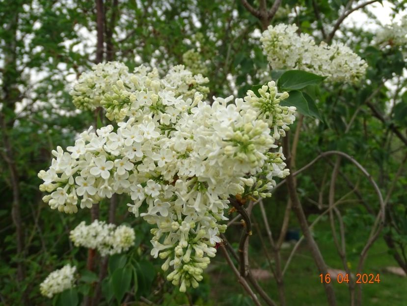 syringa Primerose - Dobarland 2024 3
