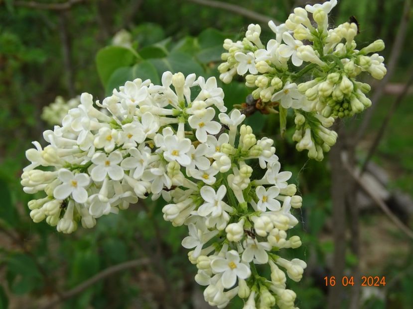 syringa Primerose - Dobarland 2024 3
