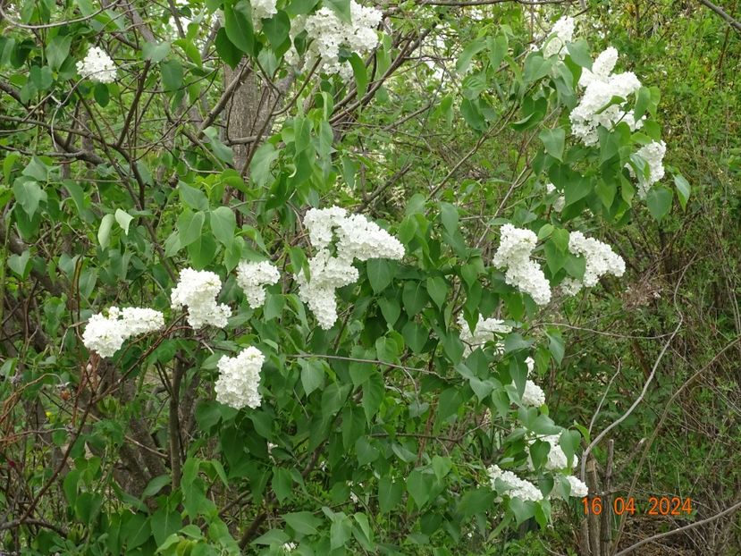 syringa Miss Ellen Wilmott - Dobarland 2024 3