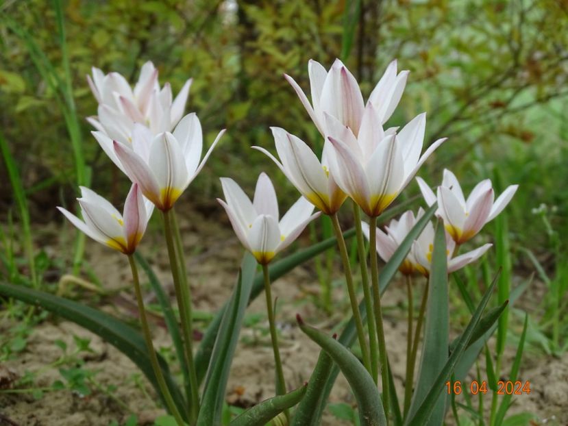 tulipa Hilde - Dobarland 2024 3