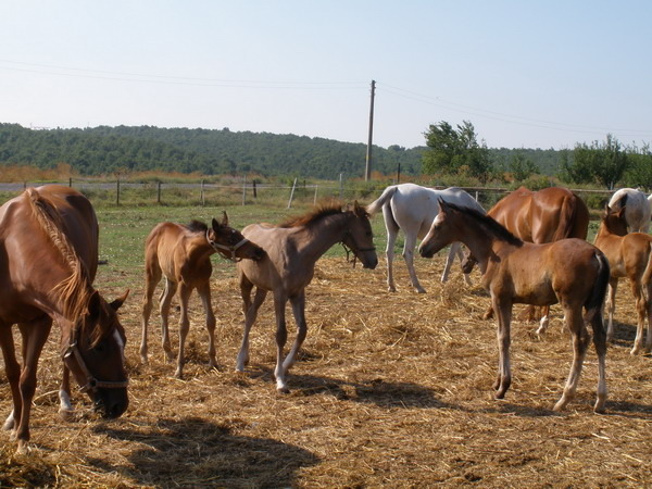 S-Picture 1603 - My horses - Arabian