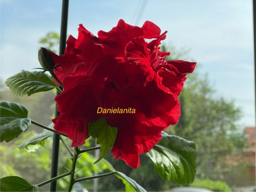  - 001 - Hibiscusi 2024 - 1