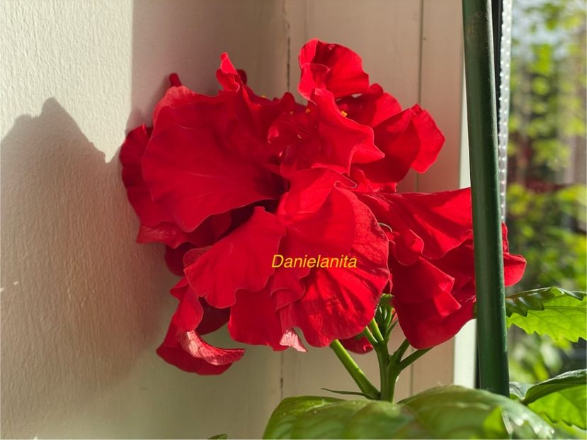  - 001 - Hibiscusi 2024 - 1