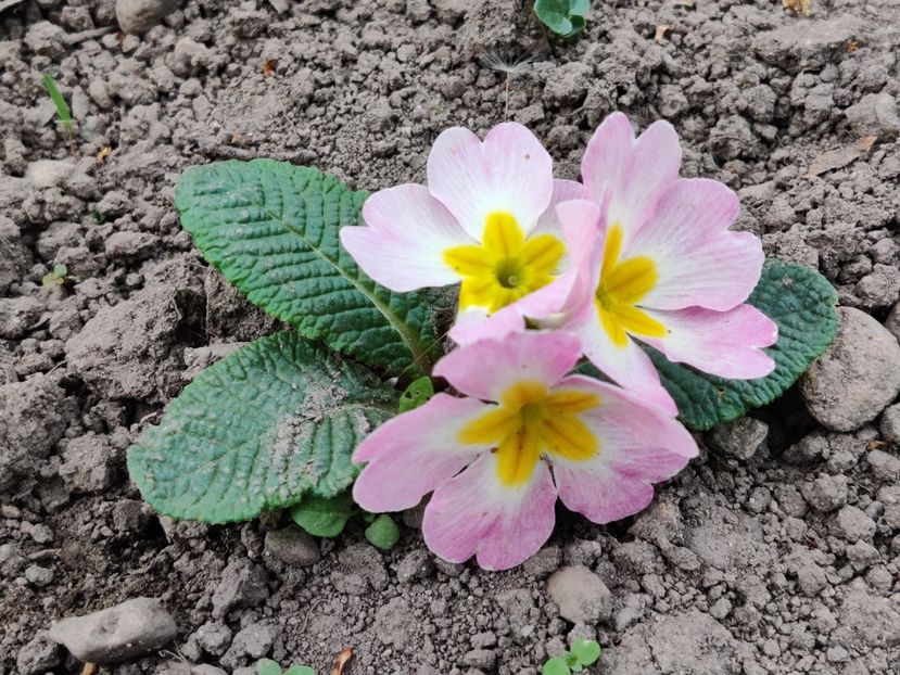  - Primula v