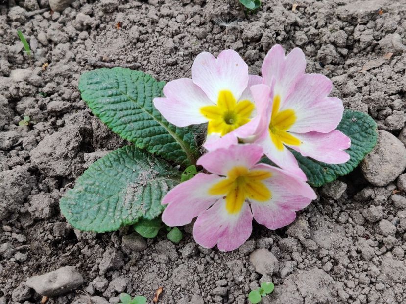  - Primula v