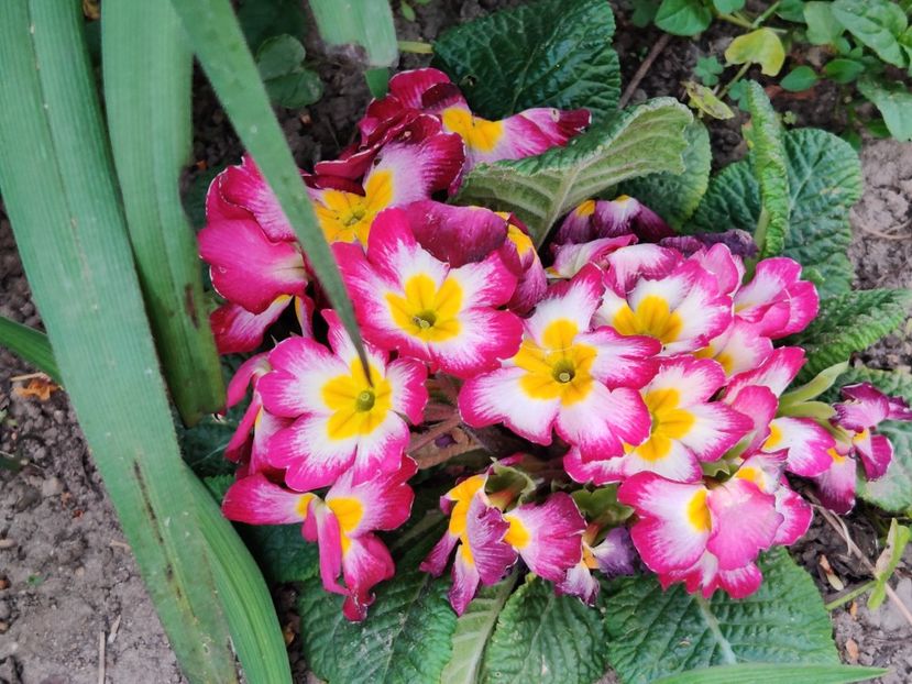  - Primula v