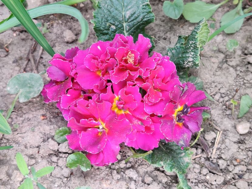  - Primula v