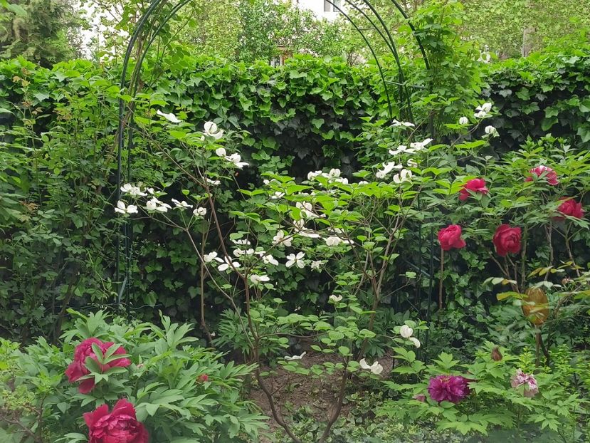 16.04.2024 - Grădina 2024 continuare 1