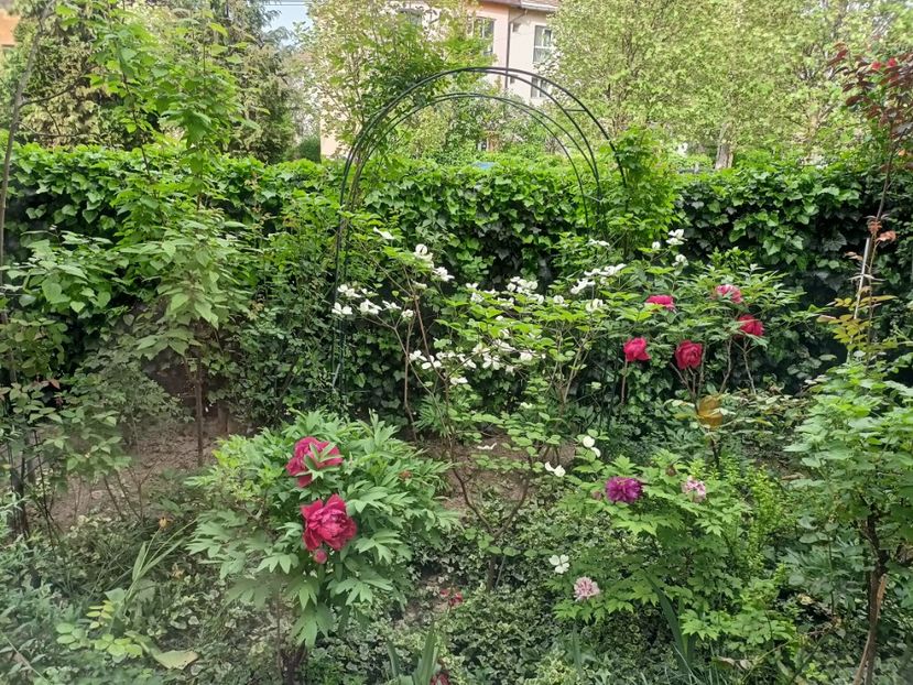  - Grădina 2024 continuare 1