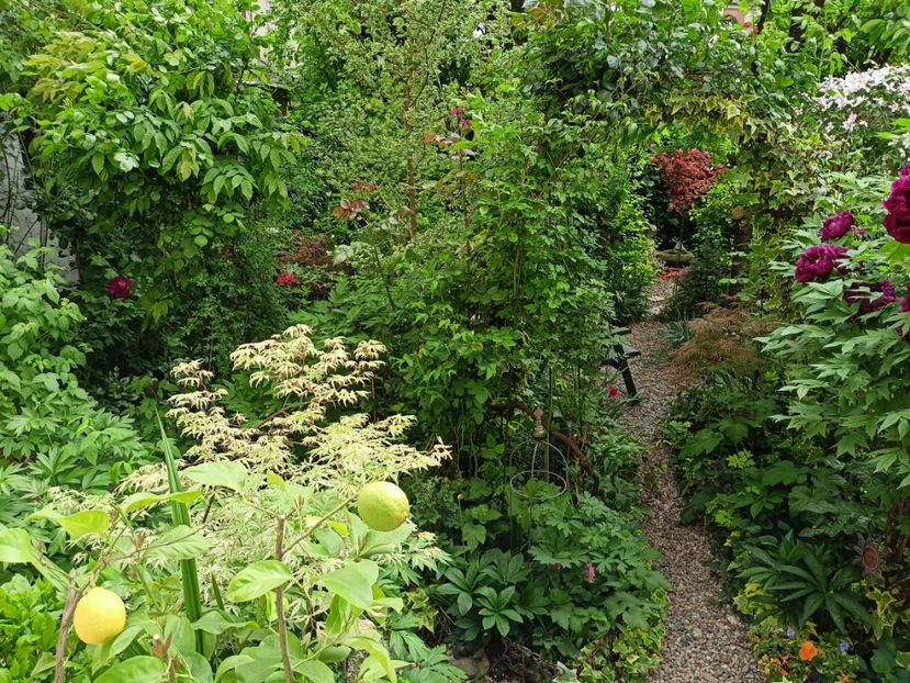  - Grădina 2024 continuare 1