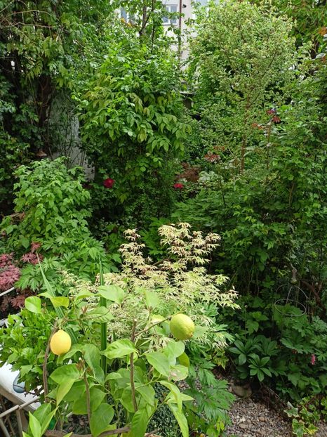  - Grădina 2024 continuare 1