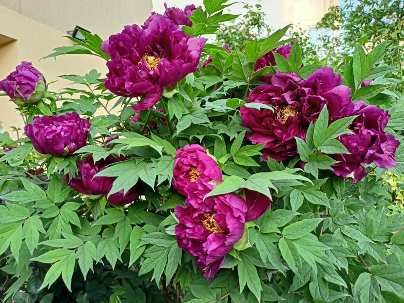  - Grădina 2024 continuare 1