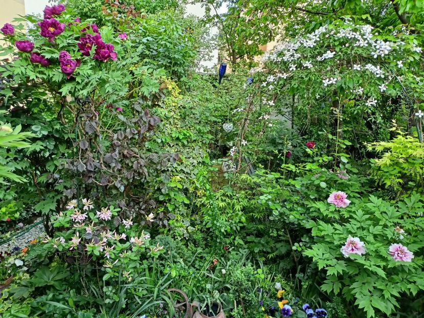  - Grădina 2024 continuare 1