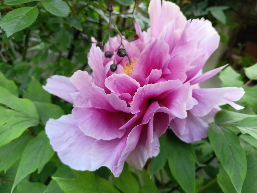  - Grădina 2024 continuare 1