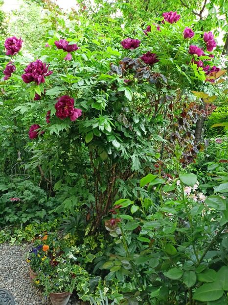  - Grădina 2024 continuare 1