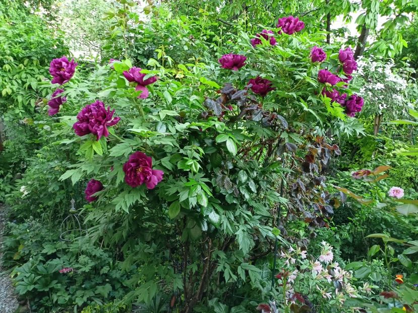  - Grădina 2024 continuare 1