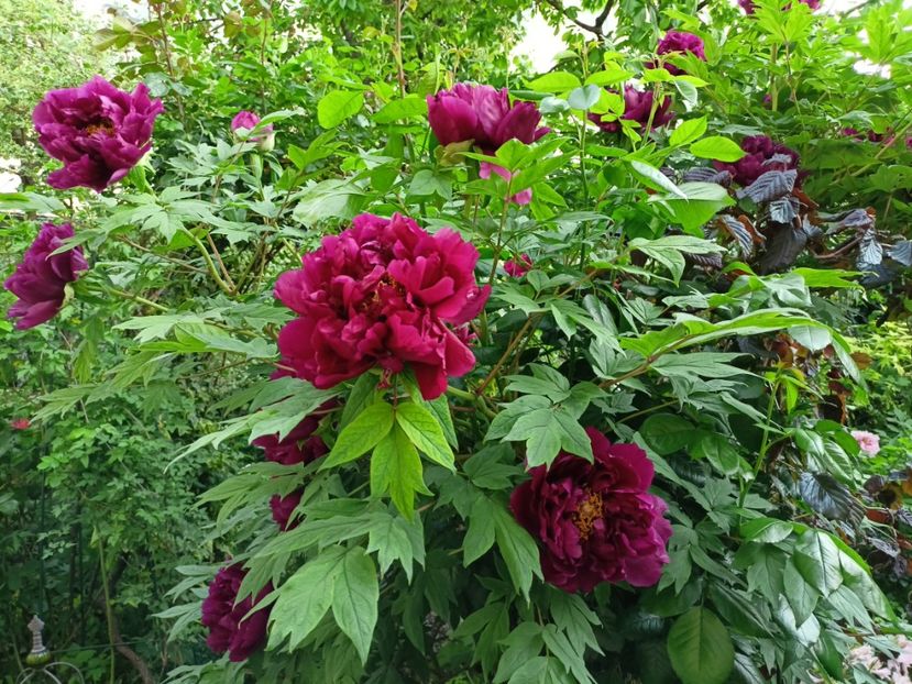 Shimadaijin, arbustiv - Grădina 2024 continuare 1